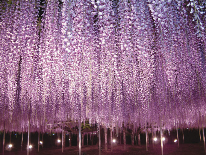 Tochigi wisteria festival japan 58e5eb611c219__880.jpg