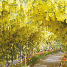 Tochigi wisteria festival japan 58e5eb6831cbc__880.jpg