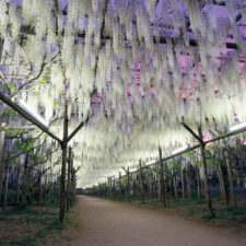 Tochigi wisteria festival japan 58e5eb6a2bc5c__880.jpg