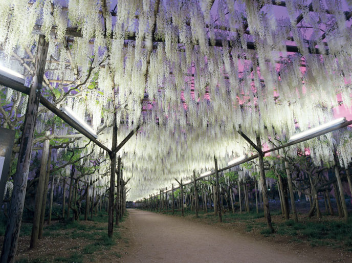 Tochigi wisteria festival japan 58e5eb6a2bc5c__880.jpg