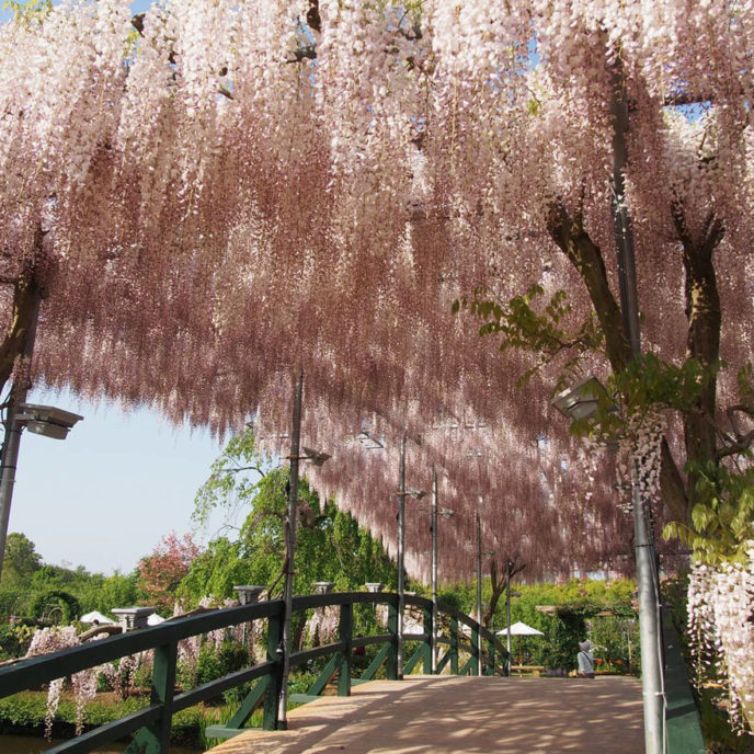 Tochigi wisteria festival japan 58e5eebb10759__880.jpg