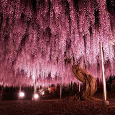 Tochigi wisteria festival japan 58e5f5c8ee0f2__880.jpg