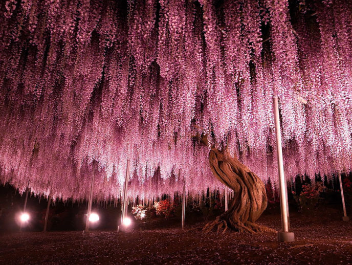 Tochigi wisteria festival japan 58e5f5c8ee0f2__880.jpg