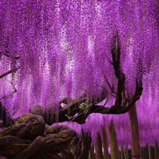 Tochigi wisteria festival japan 58e5f695a37af__880.jpg