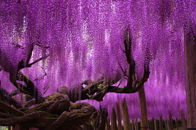 Tochigi wisteria festival japan 58e5f695a37af__880.jpg