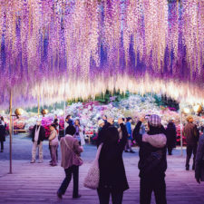 Tochigi wisteria festival japan 58e5f7030c700__880.jpg