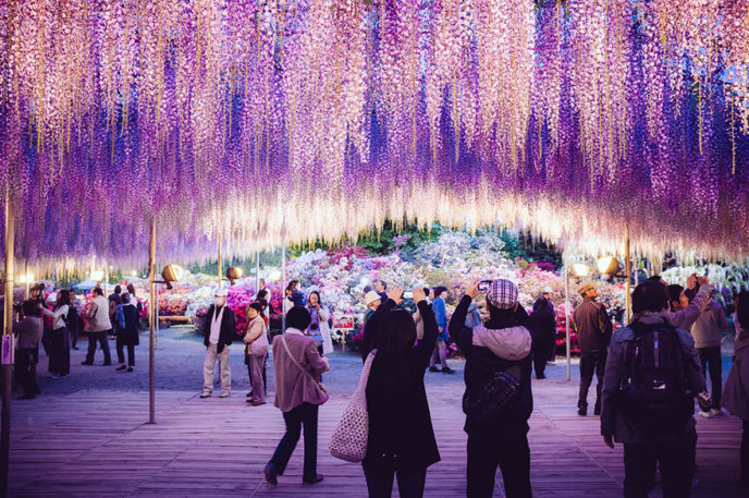 Tochigi wisteria festival japan 58e5f7030c700__880.jpg