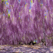 Tochigi wisteria festival japan 58e5f70ab978b__880.jpg