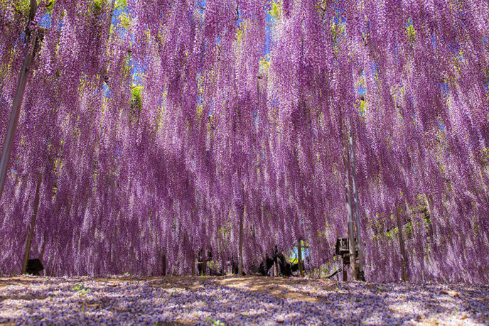 Tochigi wisteria festival japan 58e5f70ab978b__880.jpg