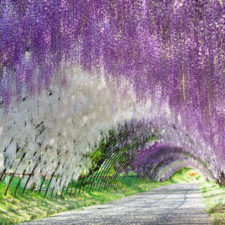 Tochigi wisteria festival japan 58e600ddeffc3__880.jpg