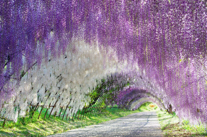 Tochigi wisteria festival japan 58e600ddeffc3__880.jpg