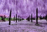 Tochigi wisteria festival japan 58e603bea0512__880.jpg