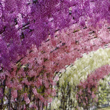 Tochigi wisteria festival japan 58e60408935f2__880.jpg