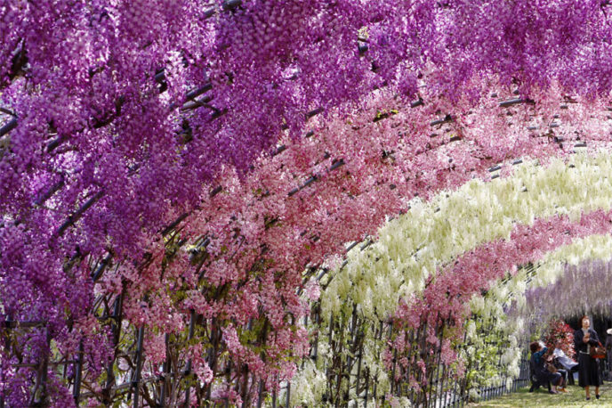 Tochigi wisteria festival japan 58e60408935f2__880.jpg