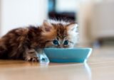 Kitten_bowl_milk_drink_fluffy_59697_1280x900.jpg