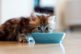 Kitten_bowl_milk_drink_fluffy_59697_1280x900.jpg