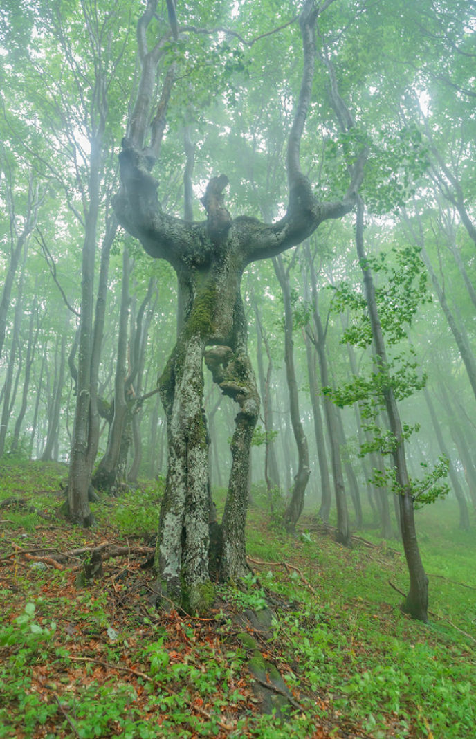 Pareidolia trees look like something else 1 59e71d63a926b__700.jpg