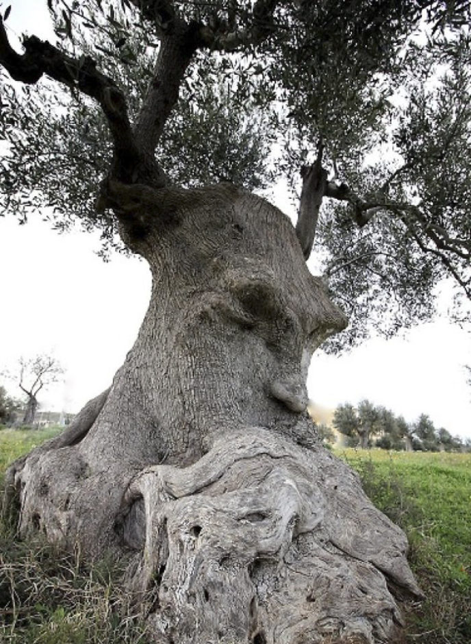 Pareidolia trees look like something else 12 59e7636124bd4__700.jpg