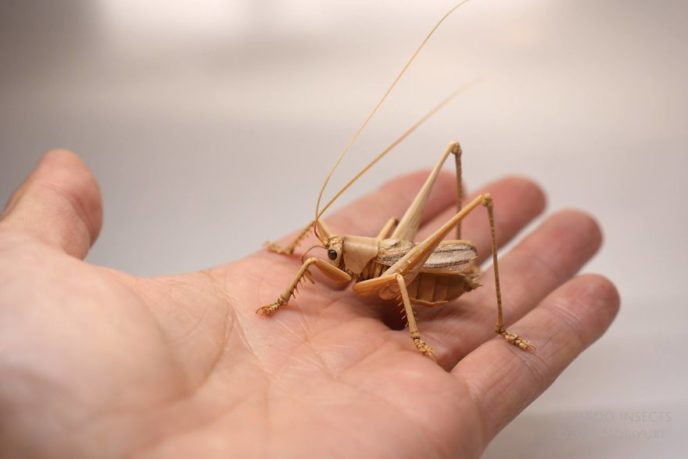 The japanese artist who creates life size insects exclusively from bamboo will impress you 59e08861e9f29__880.jpg