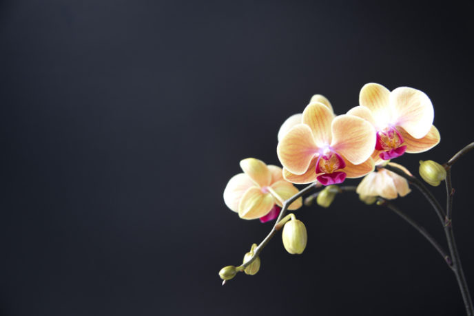 Ako sa starať o orchideu