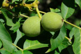 Walnut fruit on the background of green leaves on a natural walnut tree