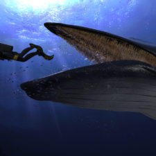 Potápač a veľryba