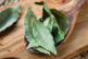 účinky bobkového listu