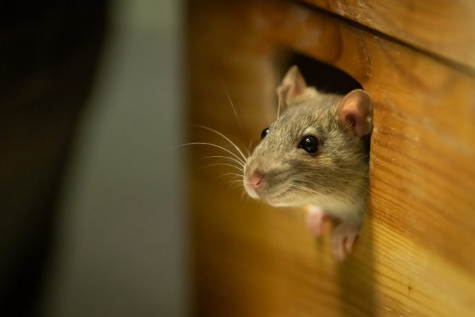 Myši v dome