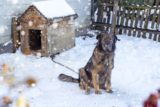 pes pri búde v zimnom období
