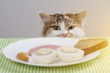 mačka pri jedle