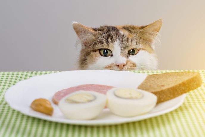 mačka pri jedle