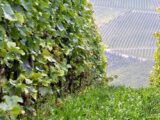 Grapes 957319_1280.jpg
