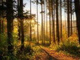 Forest 6765636_640 1.jpg