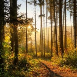 Forest 6765636_640 1.jpg