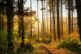 Forest 6765636_640 1.jpg