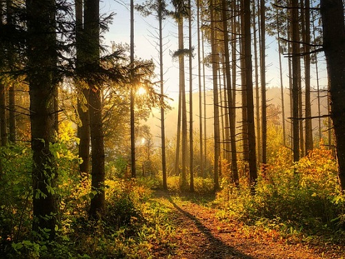 Forest 6765636_640 1.jpg