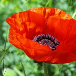 Pexels christina99999 32217632.jpg