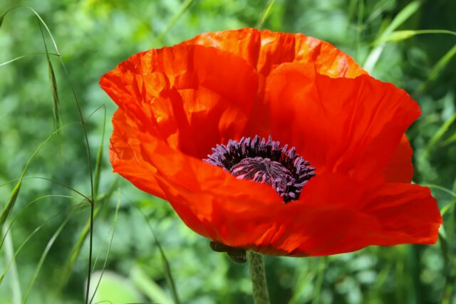 Pexels christina99999 32217632.jpg