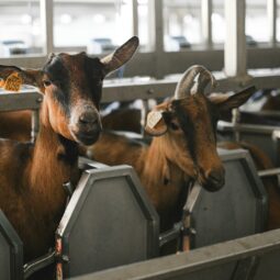 Pexels shvetsa 5953800.jpg