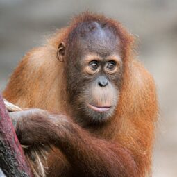 Sameček orangutana sumaterského Kawi