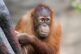 Sameček orangutana sumaterského Kawi