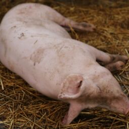 Screenshot_20251203 094742_gallery.jpg