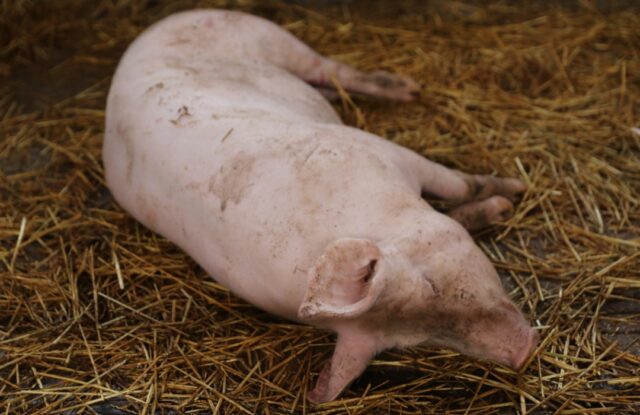 Screenshot_20251203 094742_gallery.jpg