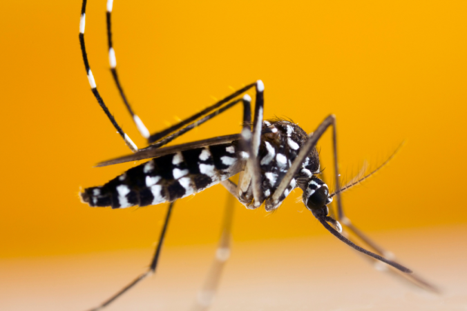Komar tigrovany zrad verejneho zdravotnictva ochorenia.png