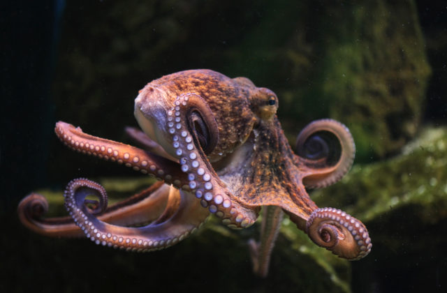 31520_gettyimages 479467014 640x420.jpg