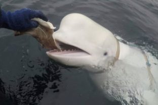 31987_norway_whale_00608 640x420.jpg