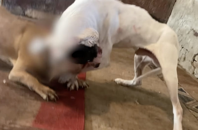 53708_sni mka obrazovky 2024 05 28 o 15.39.07 640x420.jpg