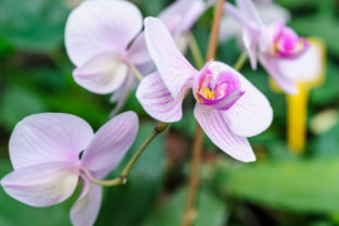 56008_orchidea 6 640x420.jpg