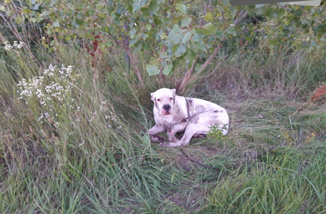 58087_453743742_896878769144359_6720211197141493605_n 640x420.jpg