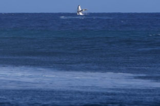 58402_paris_olympics_surfing_41338 640x420.jpg